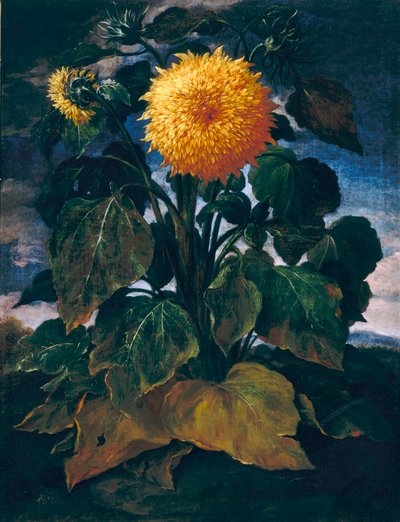 Doppelte Sonnenblume von Bartolomeo Bimbi